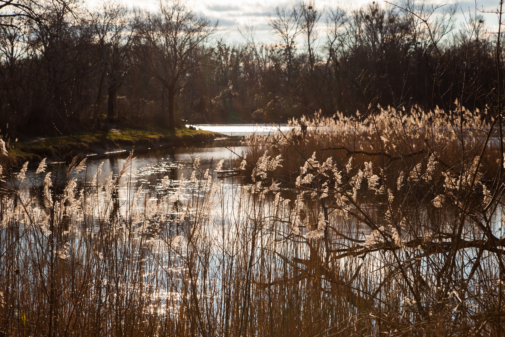 Lobau