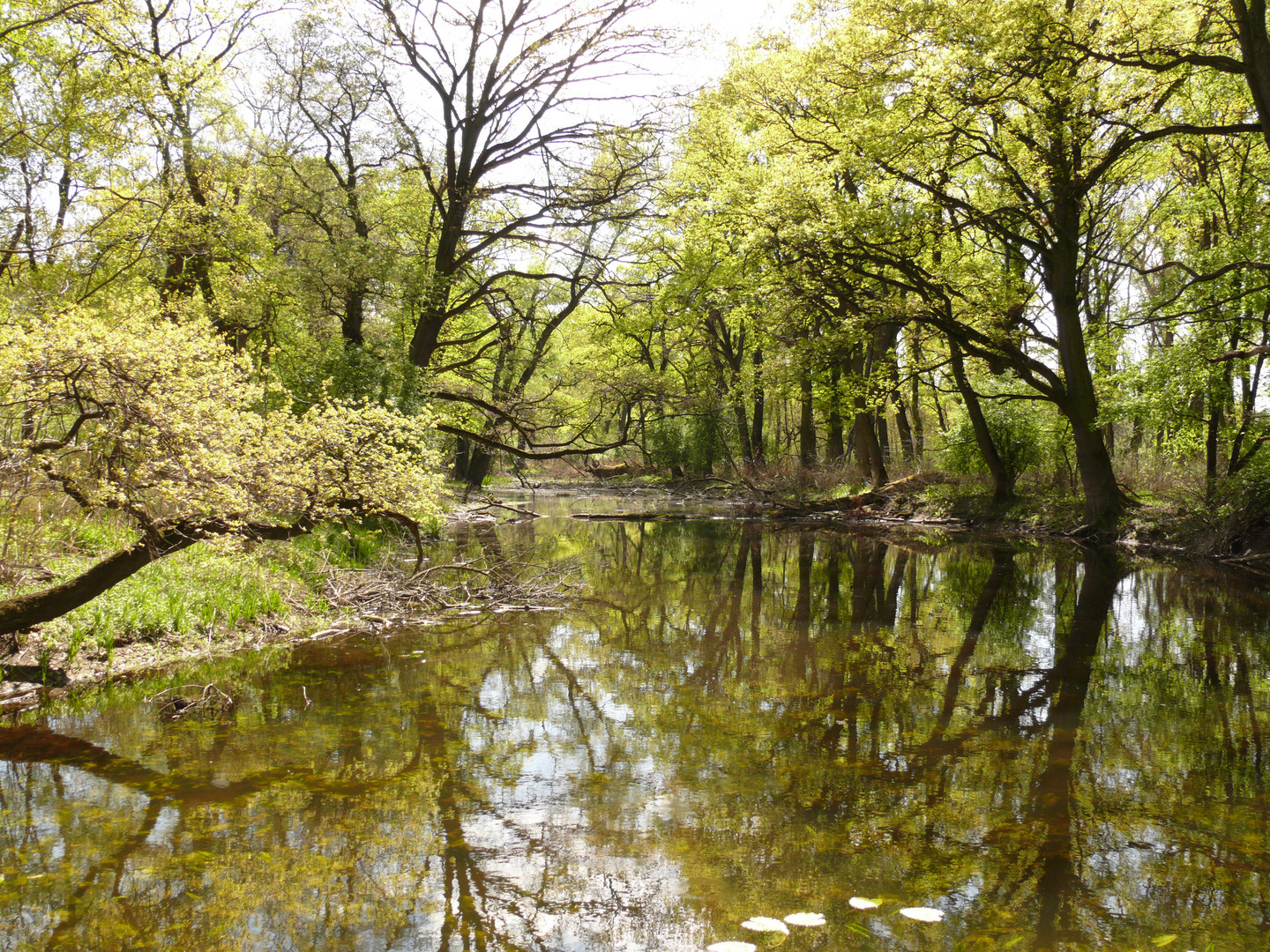 Lobau Auenmotiv