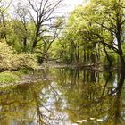 Lobau Auenmotiv