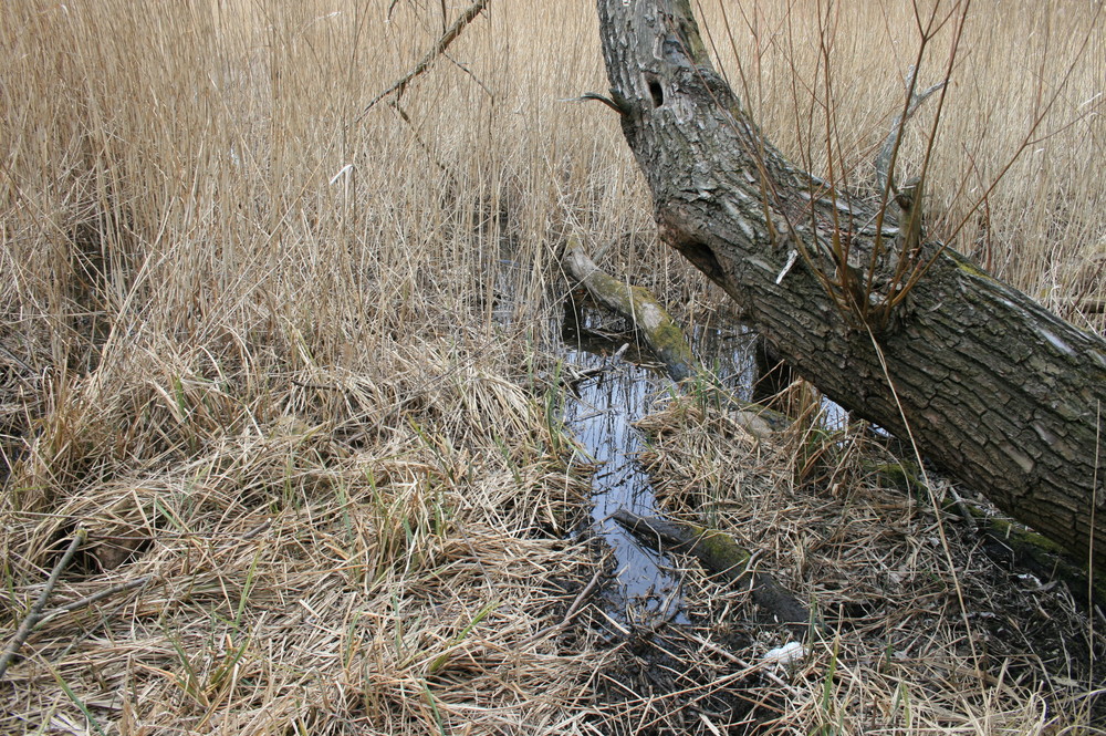 Lobau