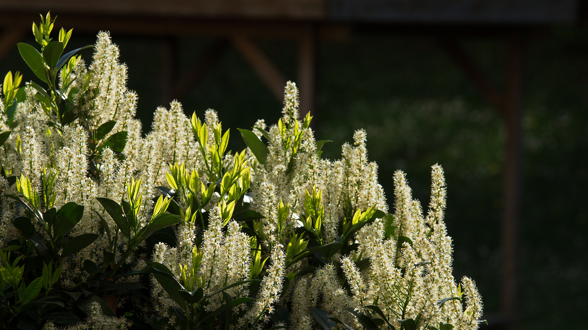 Lobeerblüte 1