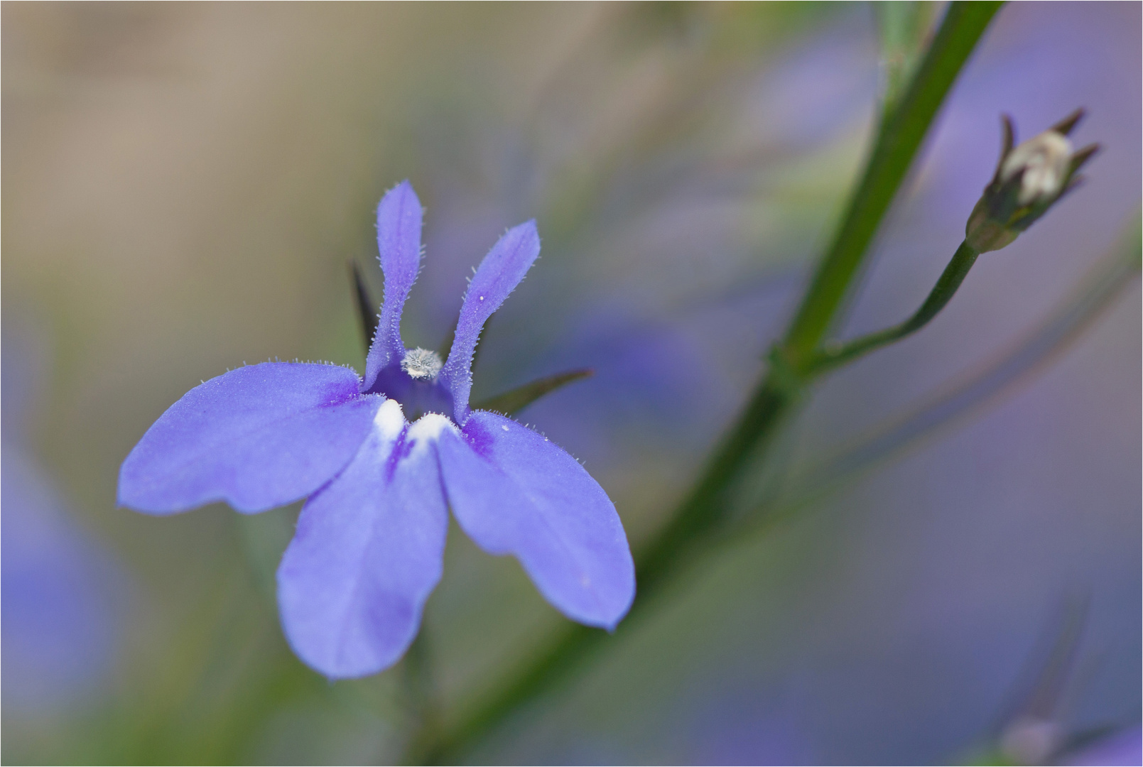 Lobelia