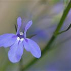 Lobelia