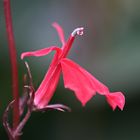 Lobelia Cardinales