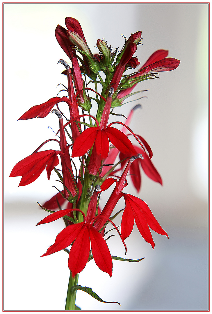 Lobelia Cardinalis