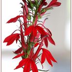 Lobelia Cardinalis