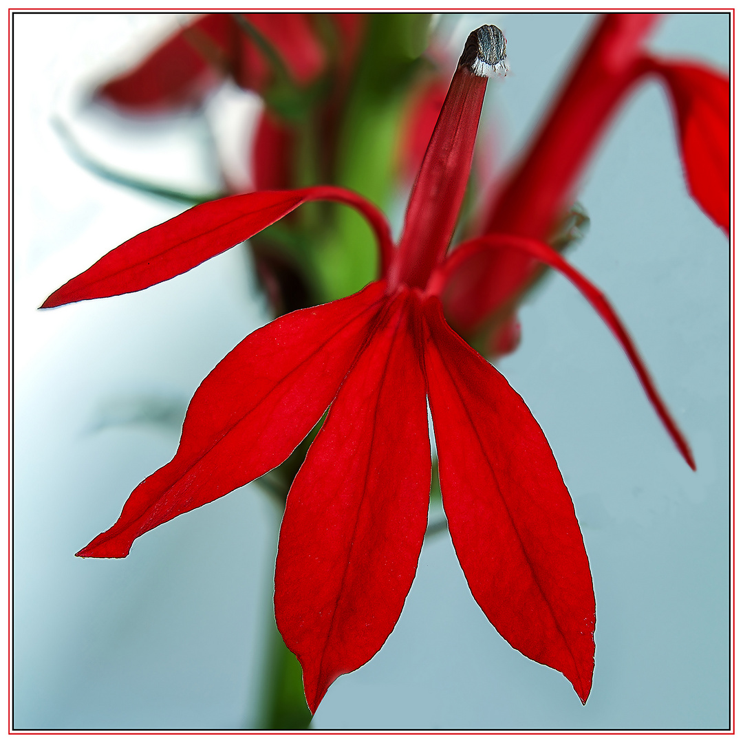 Lobelia Cardinalis