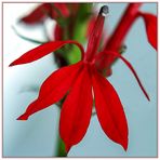 Lobelia Cardinalis