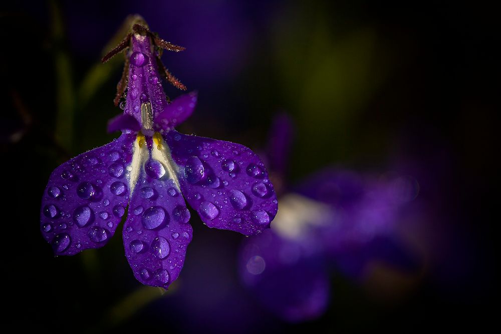 Lobelia erinus