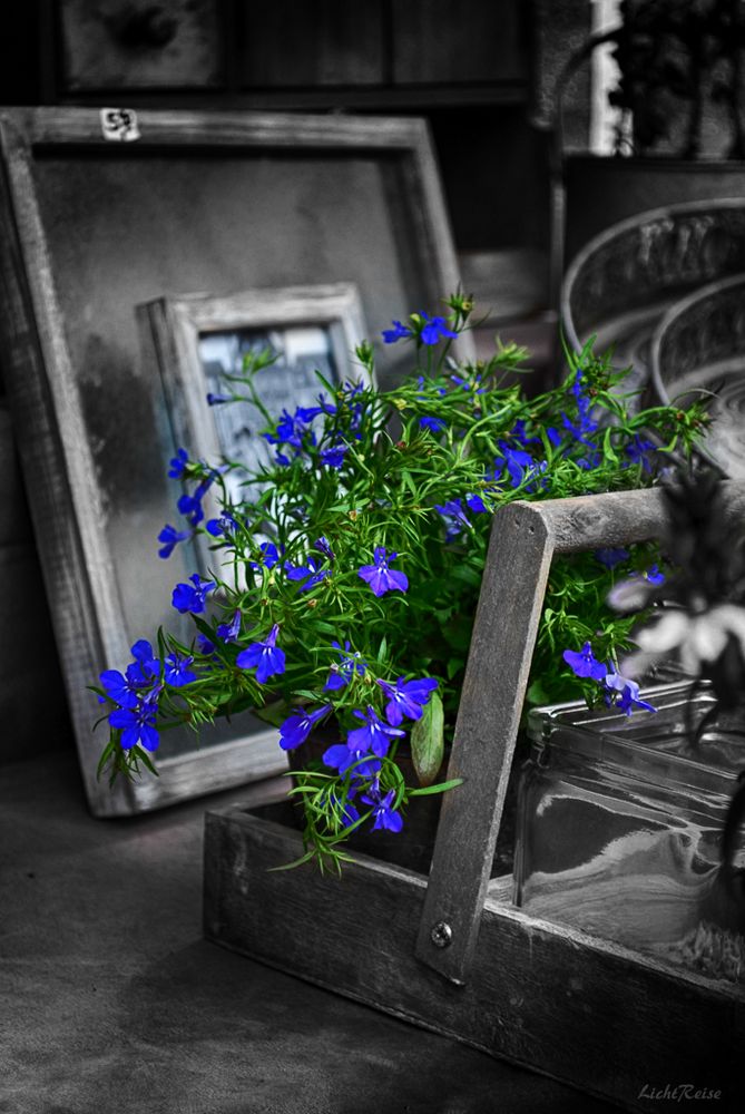 Lobelia