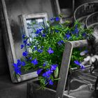 Lobelia