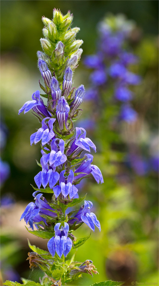 Lobelia siphilitica.....