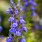 Lobelia siphilitica.....