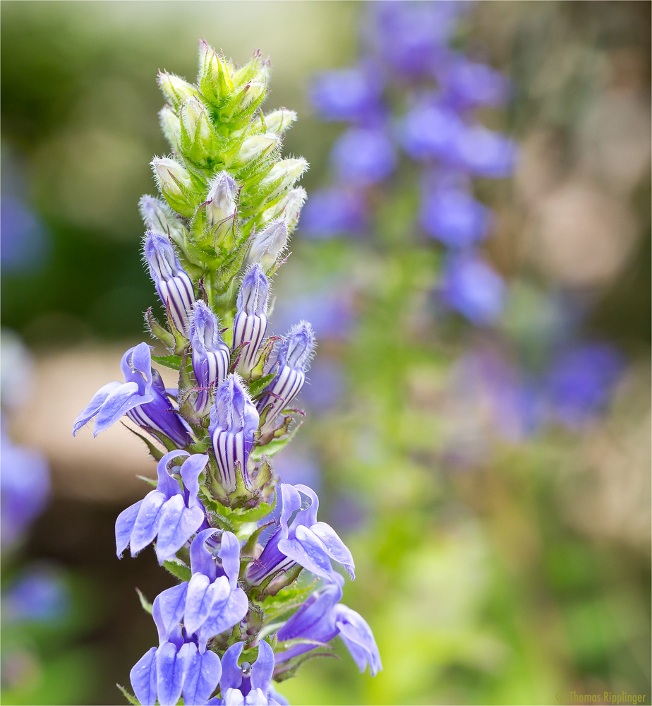 Lobelia siphilitica.. -