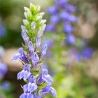 Lobelia siphilitica.. -