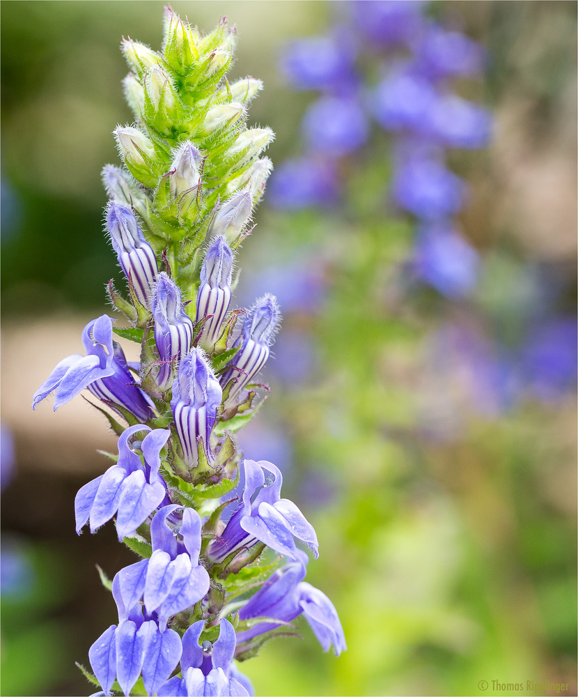 Lobelia siphilitica...