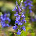 Lobelia siphilitica......