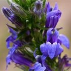 Lobelia siphilitica...