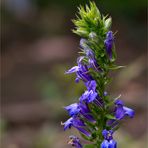 Lobelia siphilitica