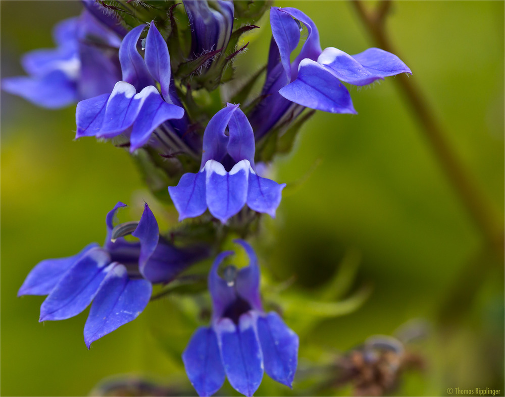 Lobelia siphilitica......