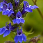 Lobelia siphilitica......