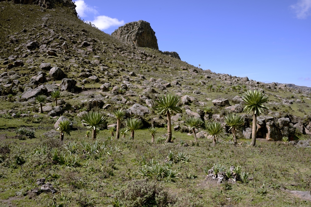 Lobelias gigantes de Etiopía