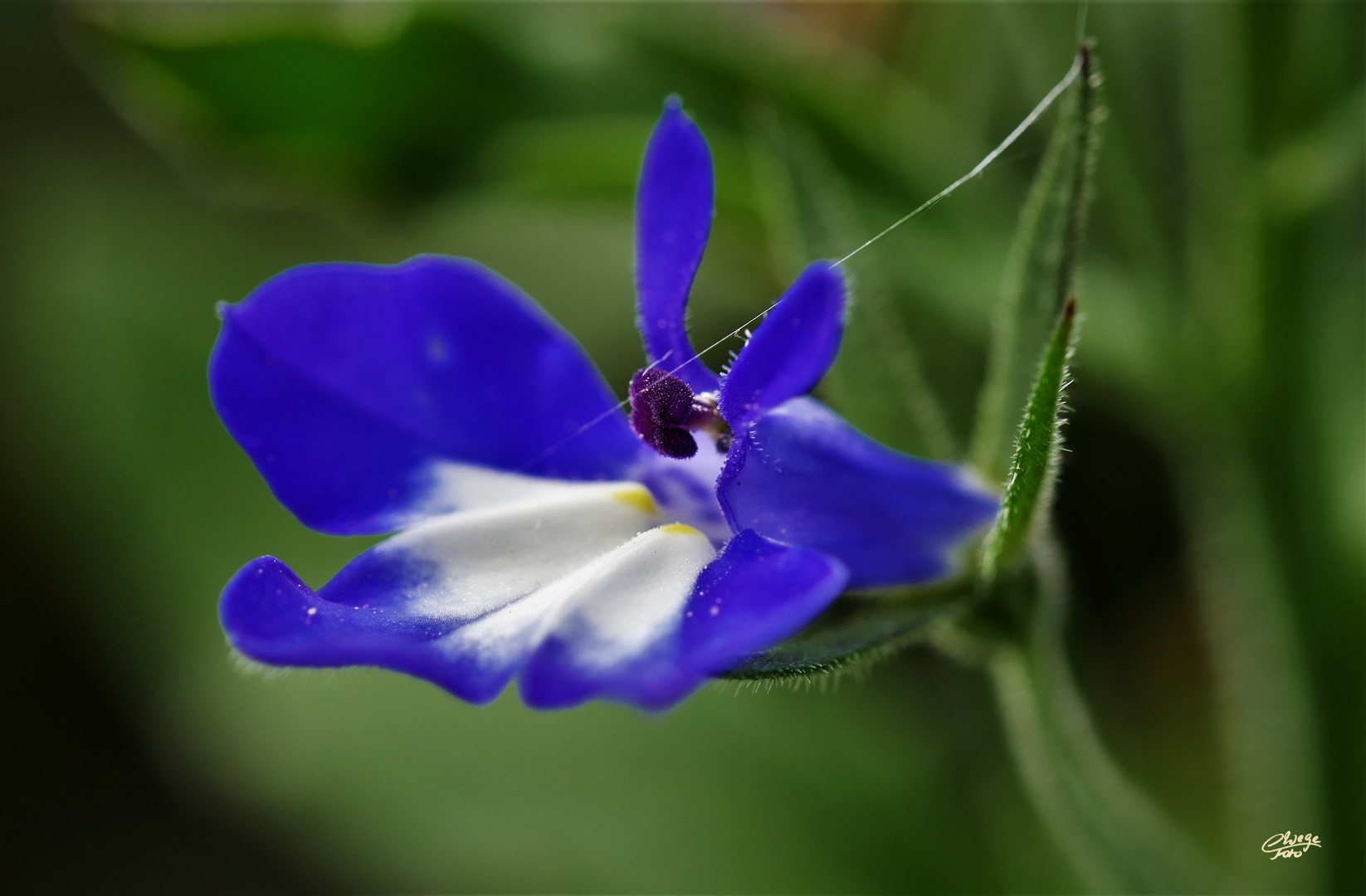 Lobelienblüte