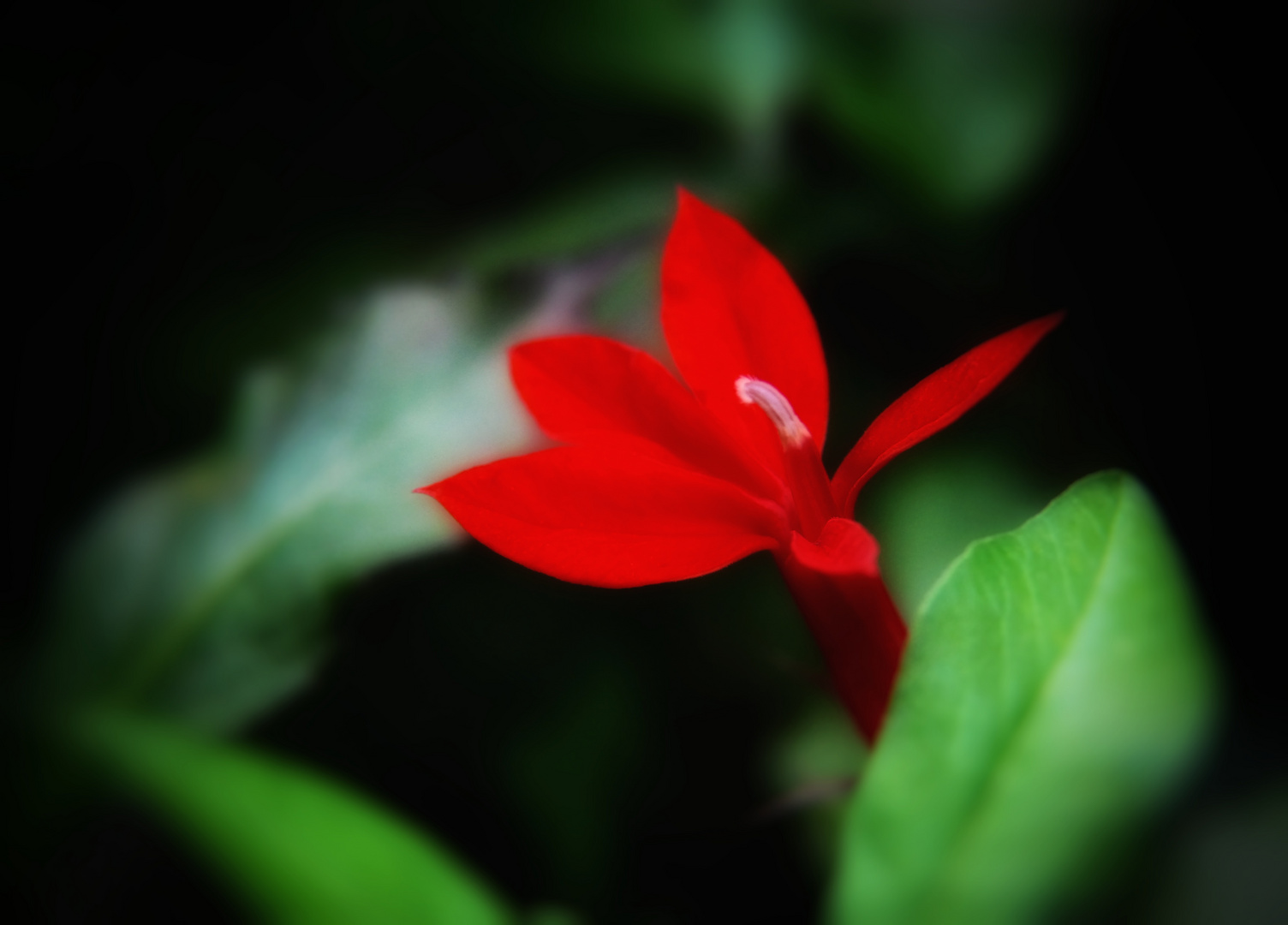  Lobelienblüte "Scarlet"