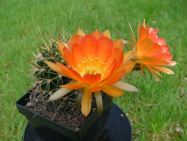 Lobivia Hybride 'Leuchtfeuer'