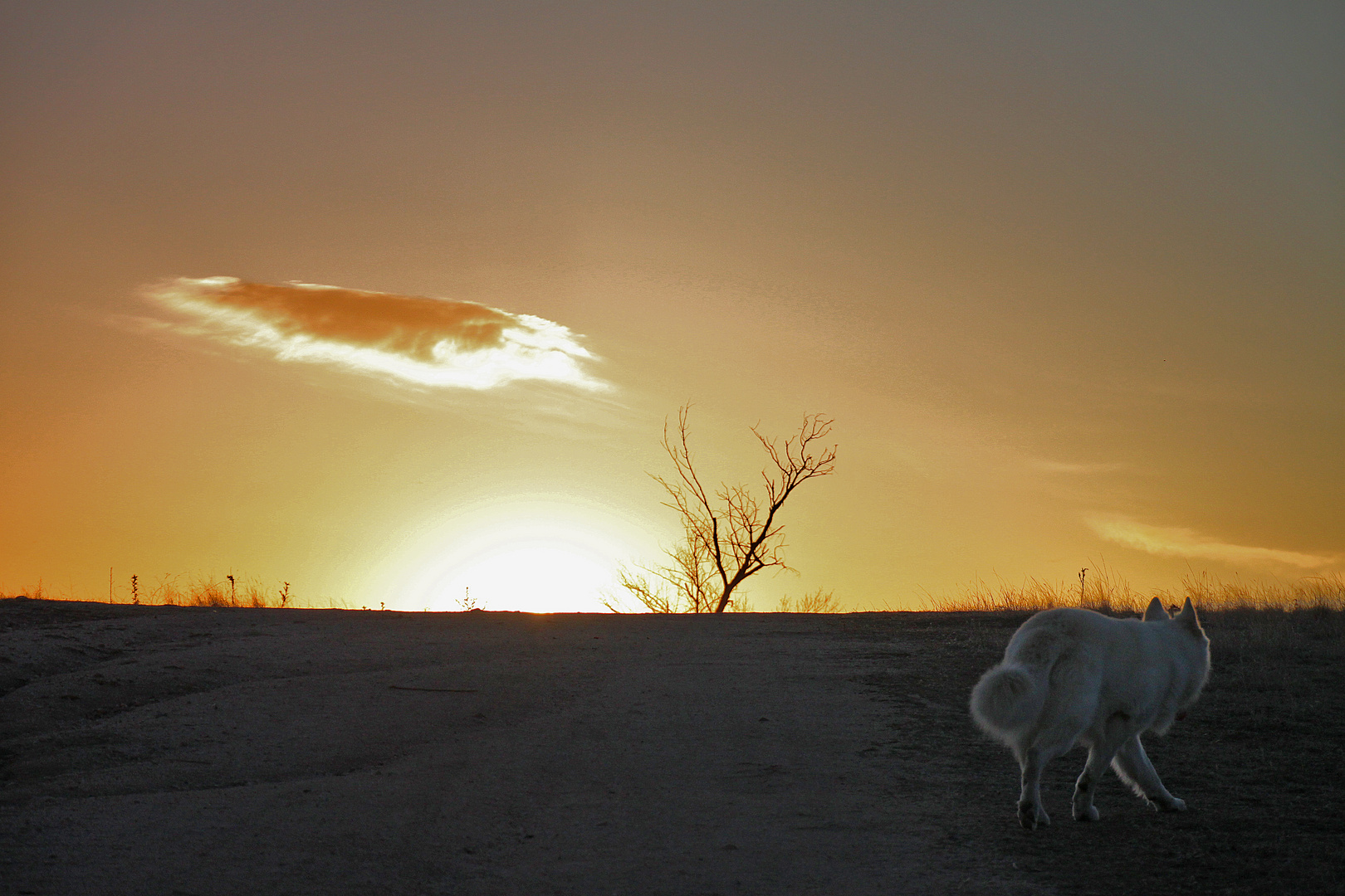 LOBO