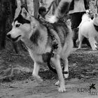 LOBO