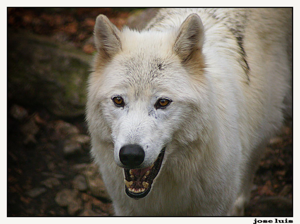 LOBO BLANCO