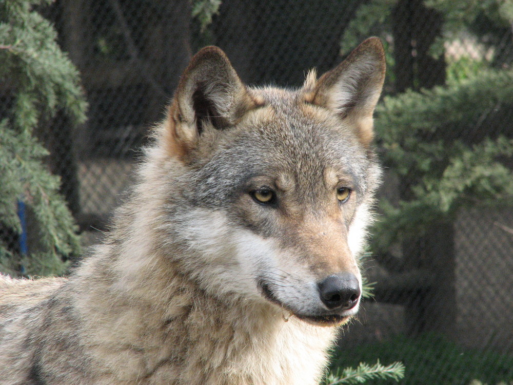 Lobo (Canis lupus)