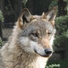 Lobo (Canis lupus)