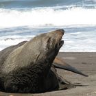 Lobo Fino de Juan Fernández (Arctocephalus philippii )