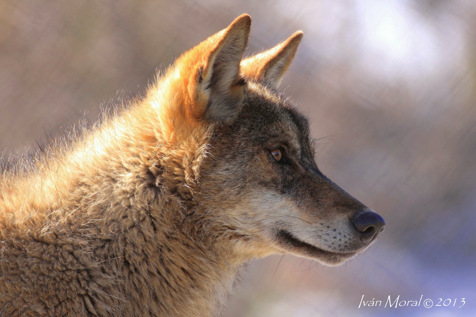 Lobo Ibérico 