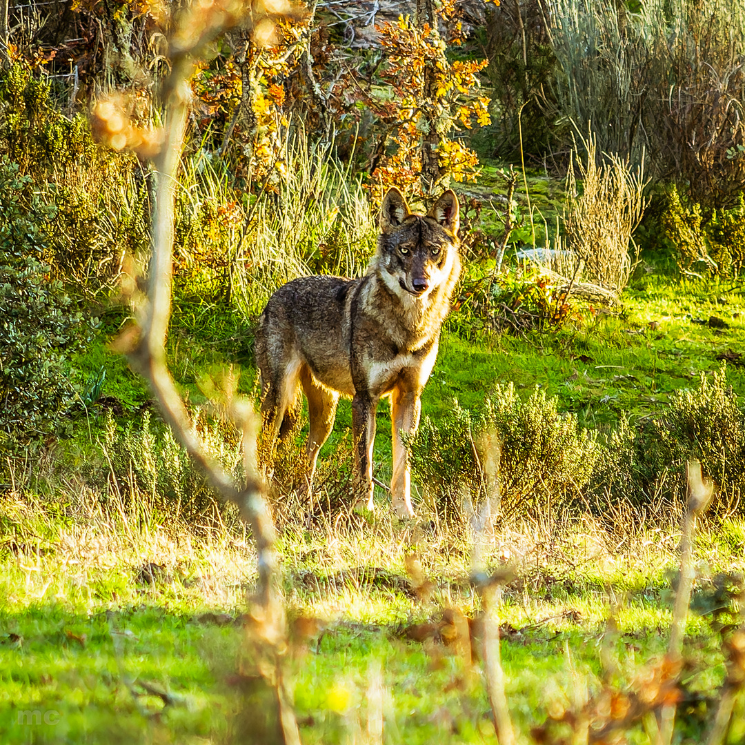 Lobo Ibérico