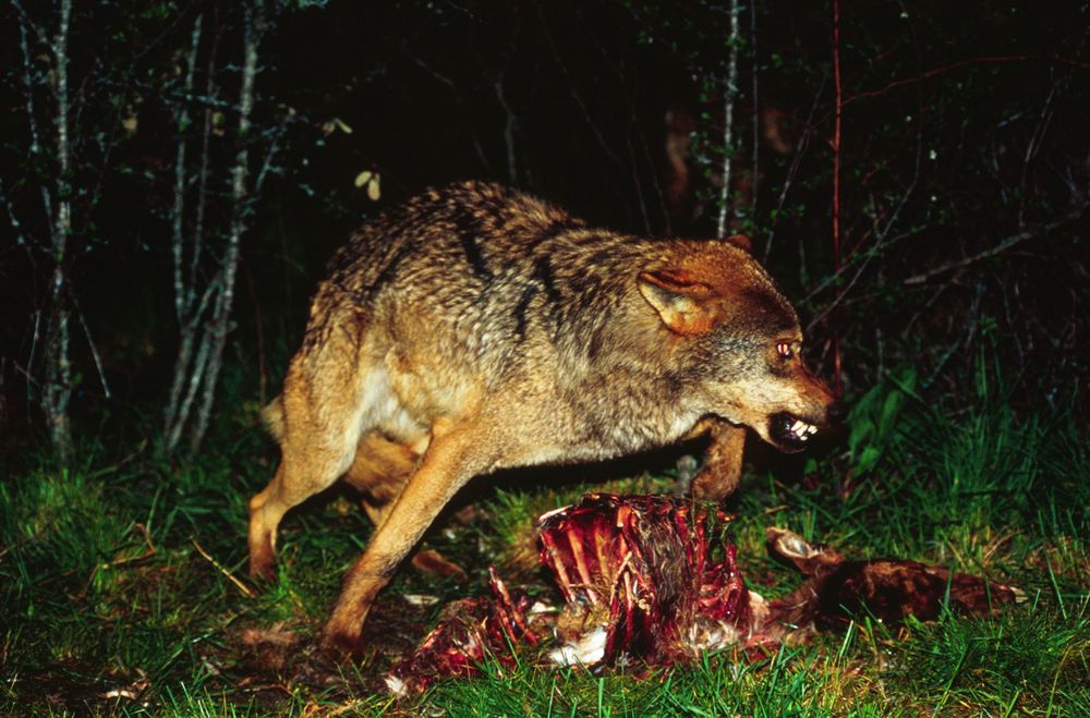 LOBO MARCANDO CON SU PRESA