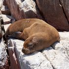 Lobo marino, Ica, Perú