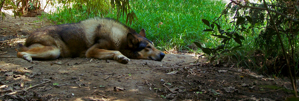 Lobo Mexicano