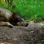 Lobo Mexicano