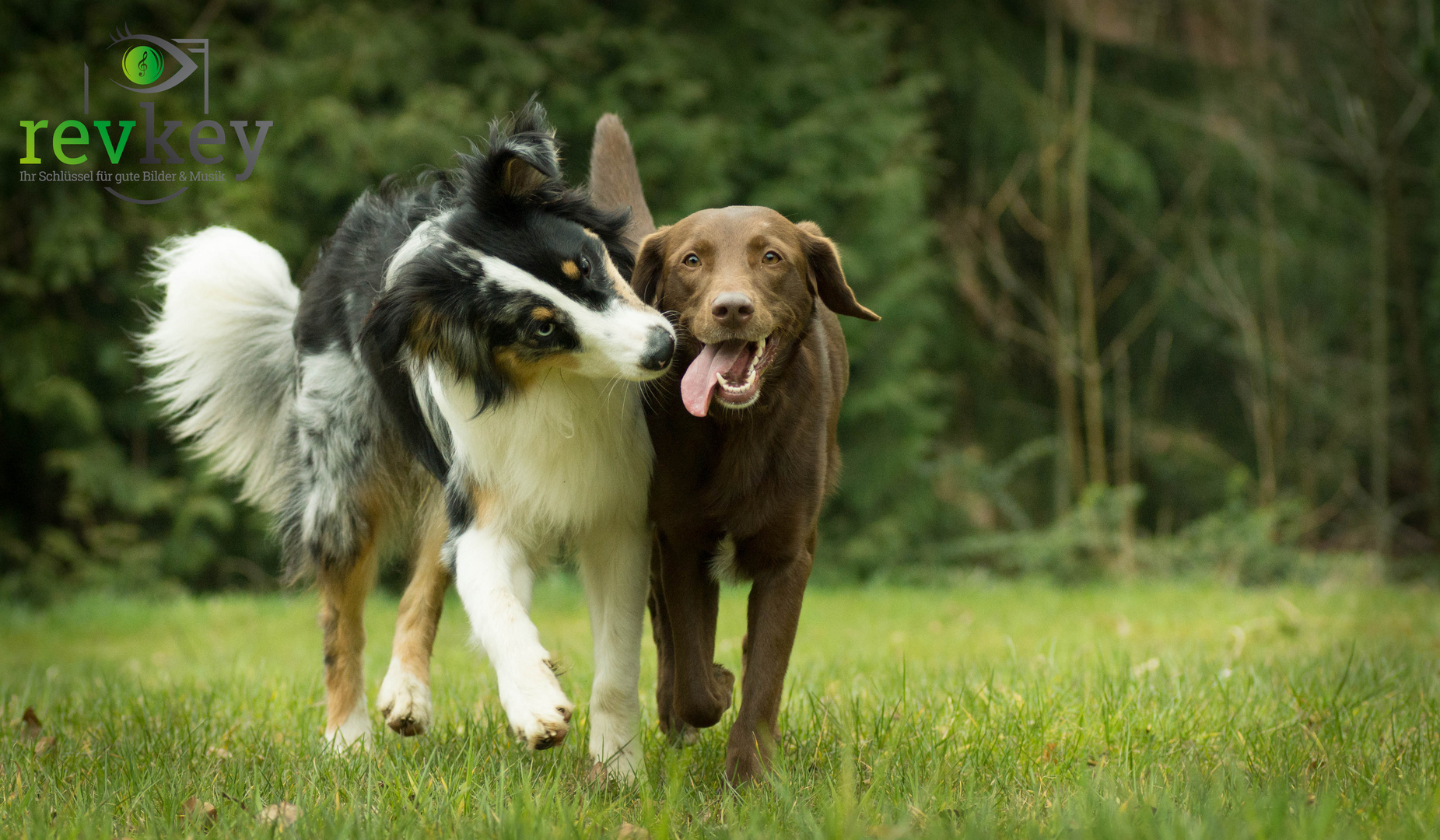 Lobo und Mila