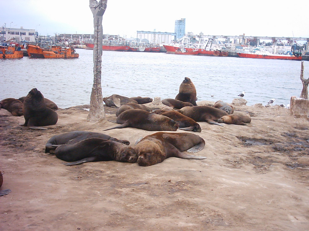 Lobos de Mar Mar del Plata