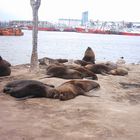 Lobos de Mar Mar del Plata