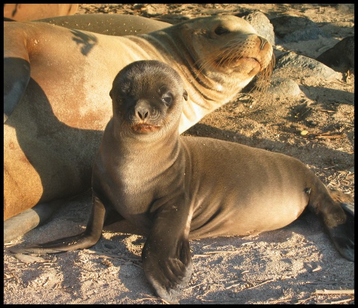 lobos marinos