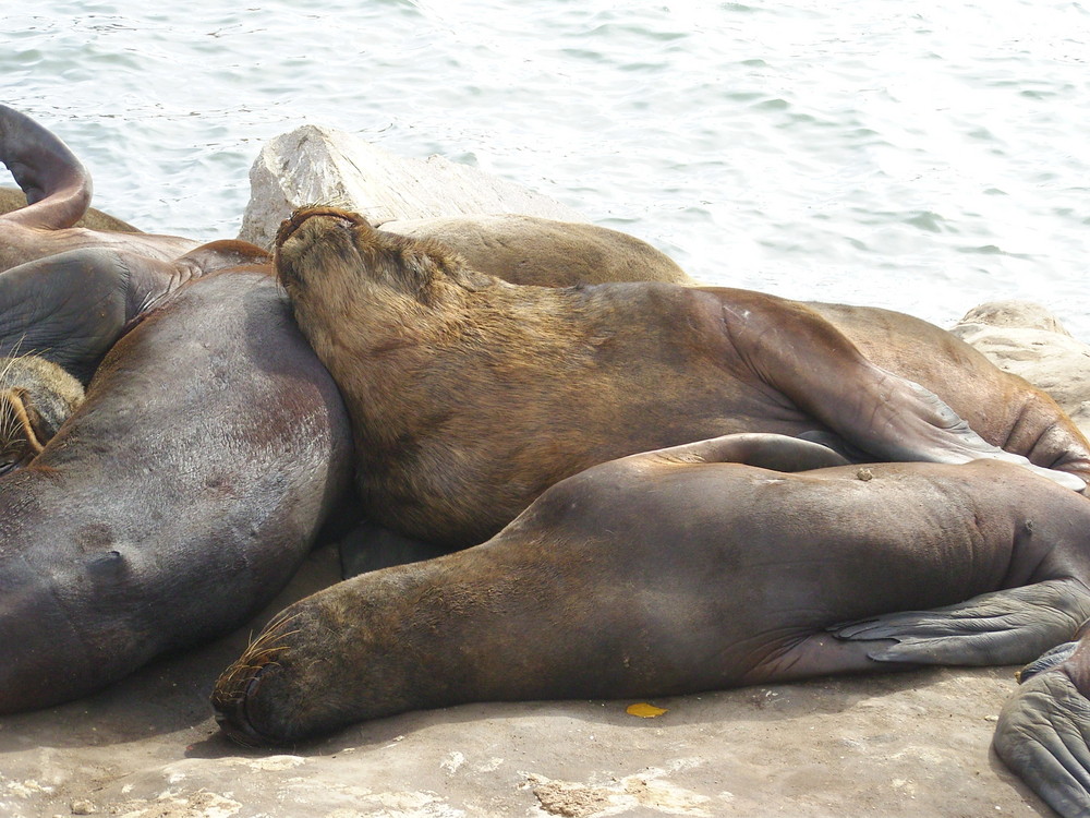 lobos marinos