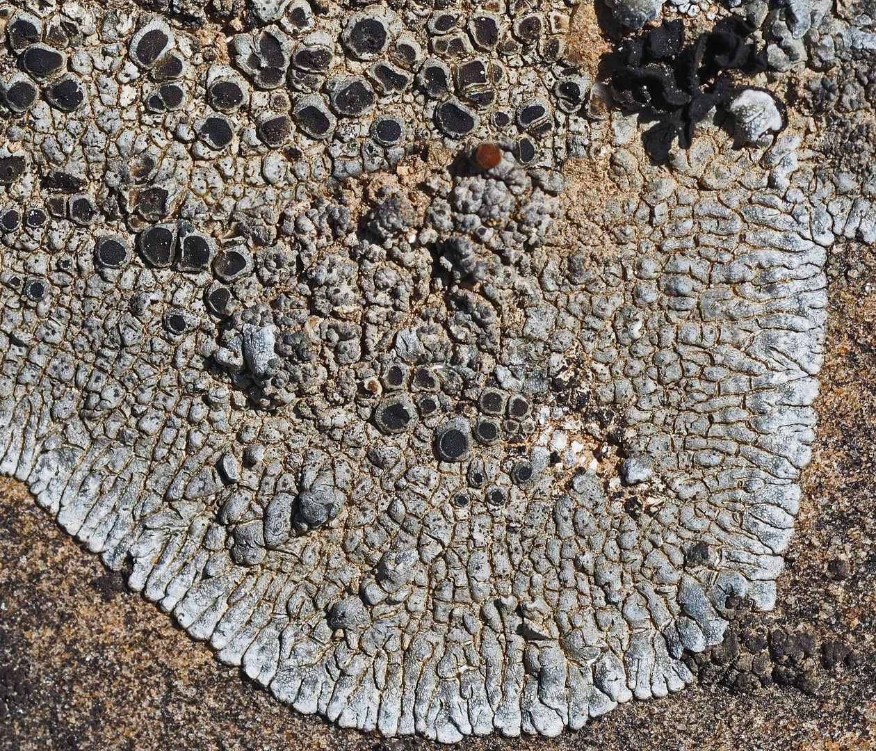 Lobothallia radiosa mit der Braungrünen Leimflechte (Collema fuscovirens) *