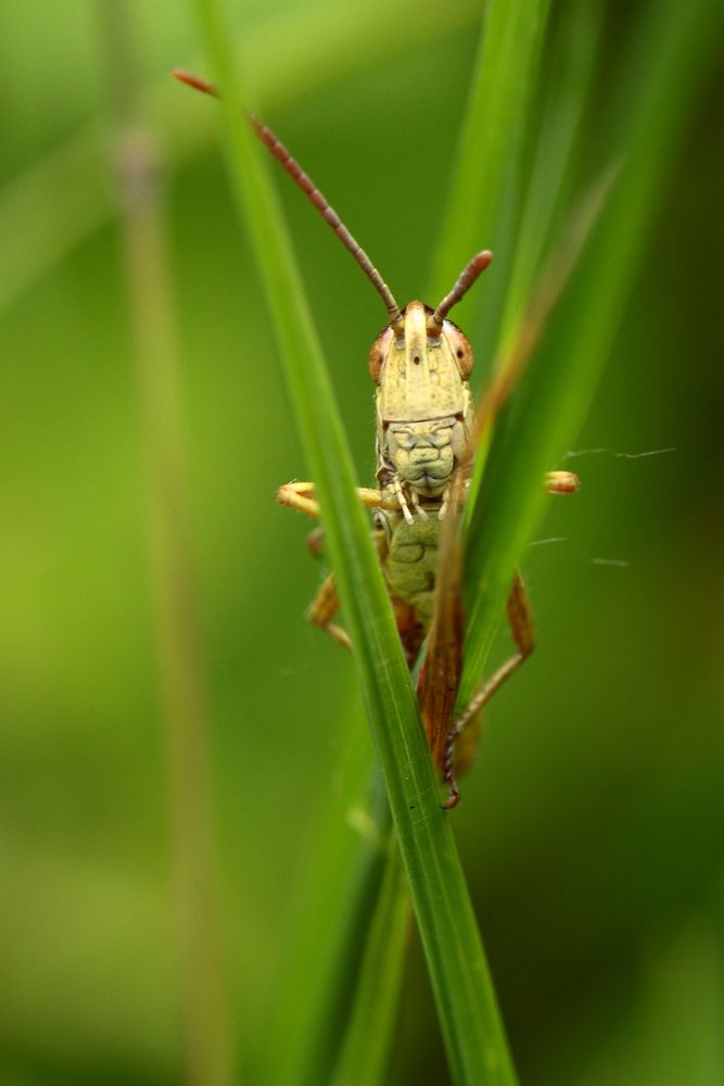 l'observateur 