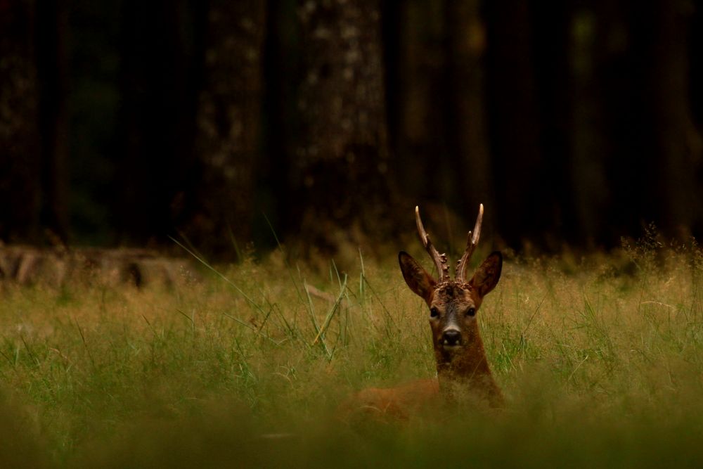 l'observation