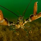 Lobster attack